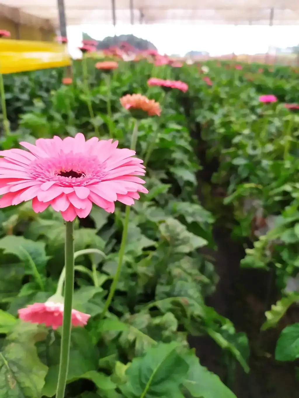 imagem capa do post Holambra: conheça mais sobre a charmosa cidade das flores!