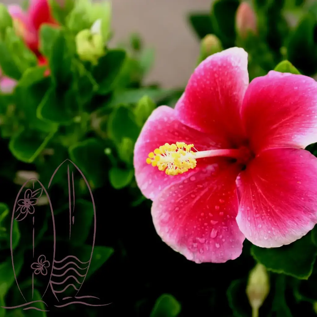 imagem capa do post Havaí: conheça tudo sobre esse incrível destino