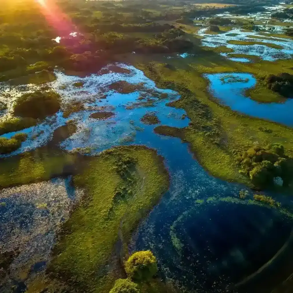 imagem capa do post Pantanal: desvendando este tesouro natural no Brasil!