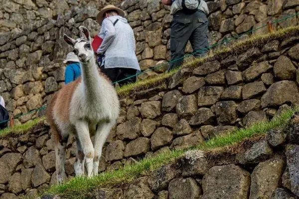 Lhama em Machu Picchu, no Peru