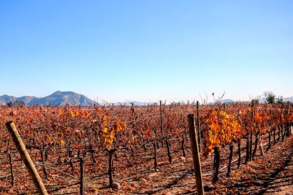 Vinícola Concha y Toro, no Chile