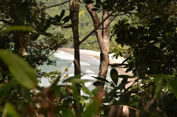 Árvores com vista para o mar na Praia do Sono