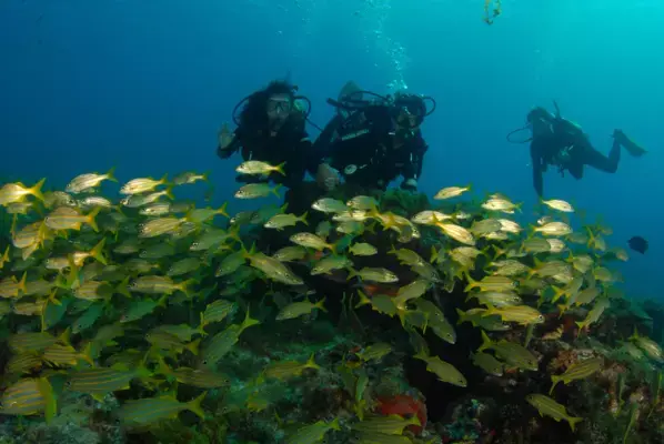 Mergulhadores nadando entre peixes em Fernando de Noronha