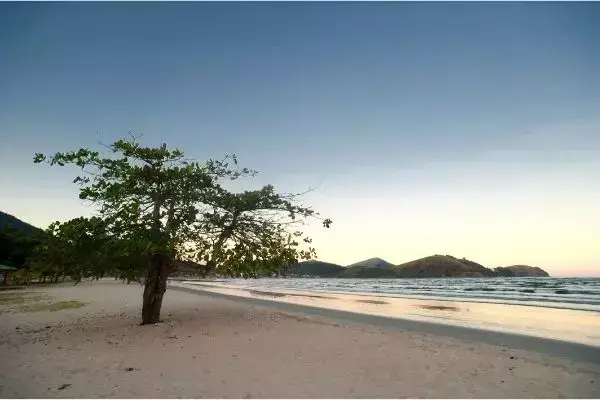 Areia, árvore e mar de Caraguatuba, SP