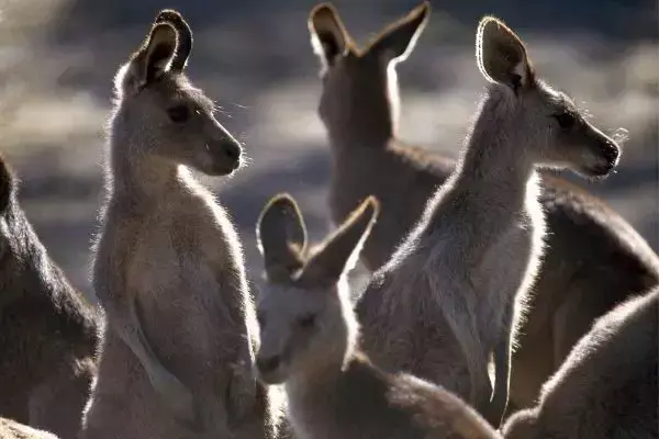 Cangurus da Austrália