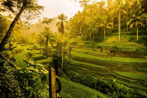 Campos de arroz em Ubud, Bali, Indonésia