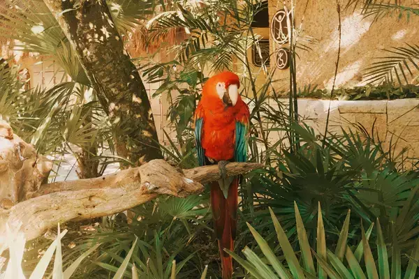 Foto de uma arara-vermelha em cima de um galho de árvore.