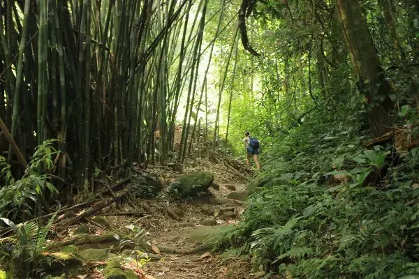 Mulher caminhando em meio a mato e árvores na Amazônia
