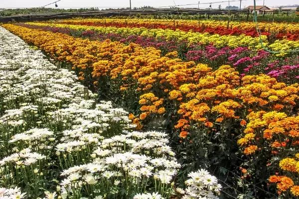 Campo de flores em Holambra, SP