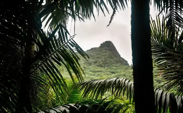 Uma imagem de plantas em primeira mão, ao fundo, um morro em uma floresta.