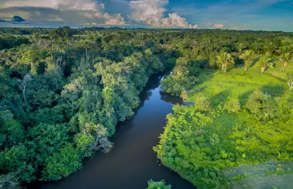 Vista aérea da floresta amazônia com o rio.