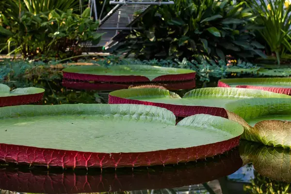 Vitória-régia em rio na Amazônia