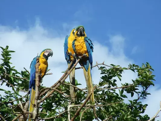 Araras em árvore no Parque Nacional Canaima, na Venezuela
