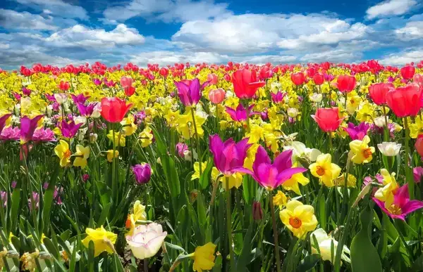 Um campo enorme lotado de flores coloridas, dos mais diversos tipos.