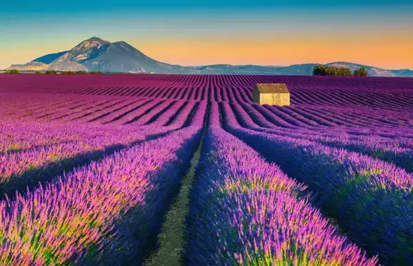 Um campo roxo com várias flores em volta.