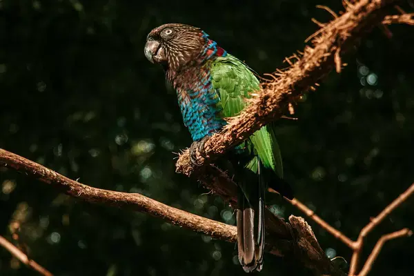 Ave rara em galho no Parque das Aves em Foz do Iguaçu