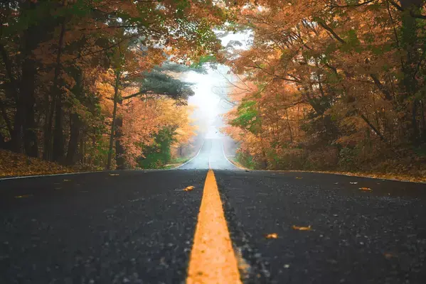 Estrada com árvores nas laterais com folhas nas cores do outono