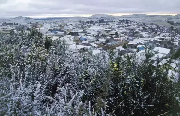 Vegetação sob a neve.