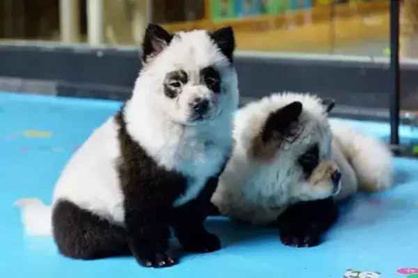 Dois cachorros filhotes pintados como se fossem dois pandinhas chineses.