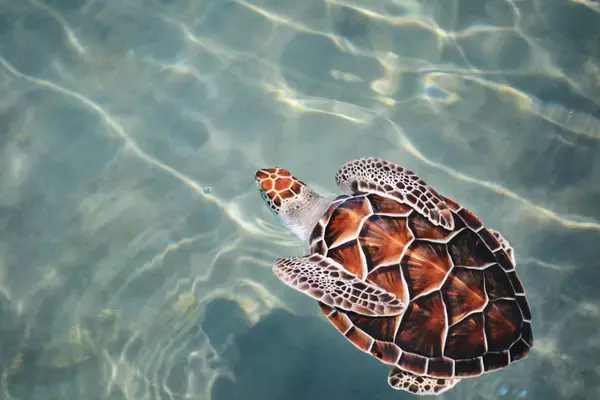 Itacaré tem um projeto para preservar as tartarugas marinhas. O Txai Itacaré