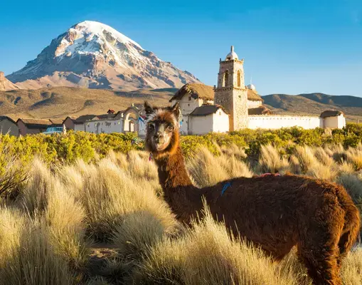 Lhama em frente a construção no Sajama National Park na Bolívia, país que se concentra o maior números de lhamas