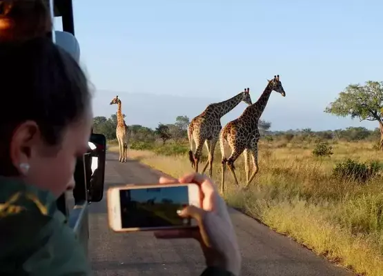 Uma mulher, dentro de um carro, fotografando girafas que passeiam.