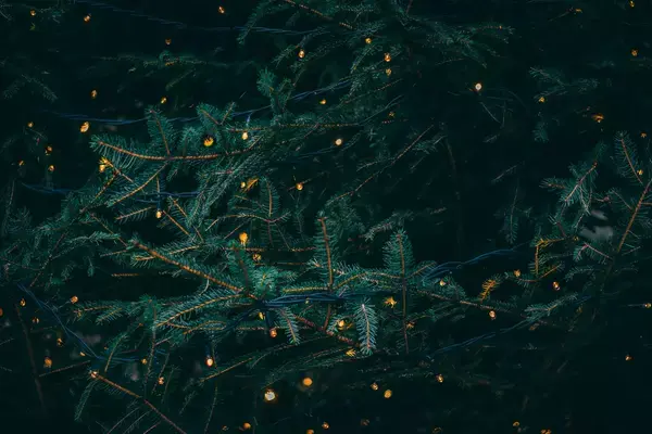 Foto aproximada de árvore de natal
