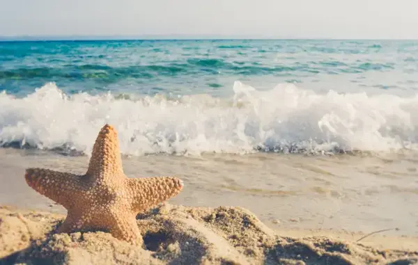 Uma estrela do mar perto do mar, mas ainda na areia.