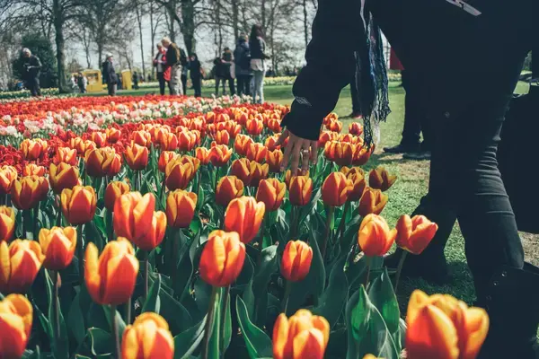 Turista passando a mão entre as Tulipas no campo de Amsterdam