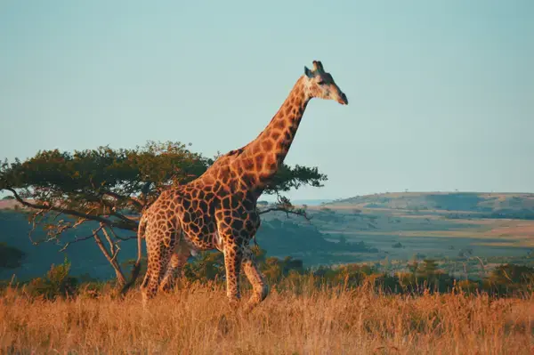 Girafa em safári da África do Sul
