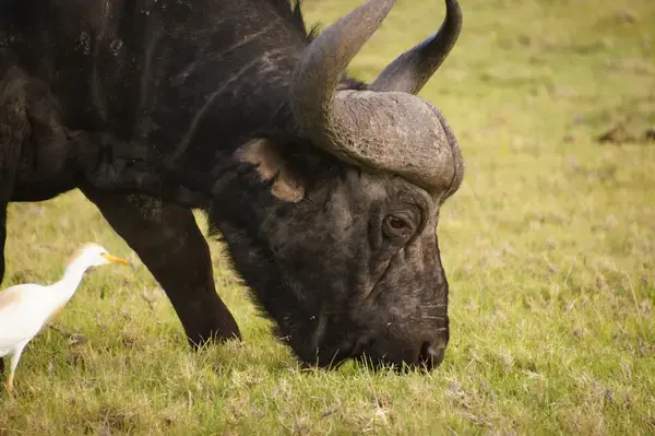 Búfalo no Kragga Kamma Game Park em Porto Elizabeth, cidade da África do Sul