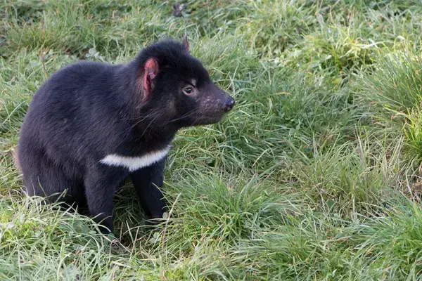 Diabo da Tasmânia, animal da Austrália