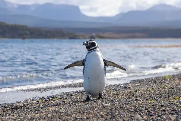 ushuaia, na argentina lugares frios para viajar