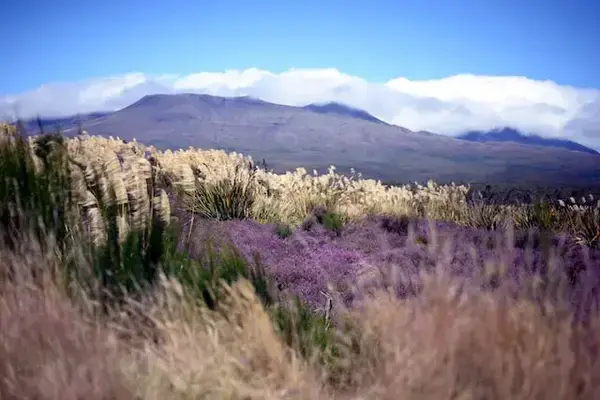 Flores e montanha em Tongariro, Manawatu-Wanganui, Nowa Zelandia