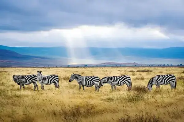 Zebras em safári na Tanzânia, África