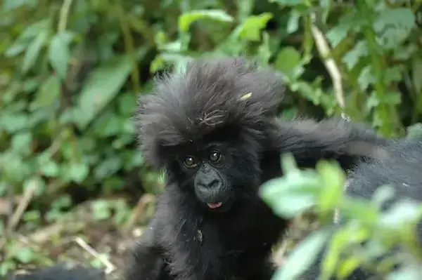 Filhote de gorila, em Ruanda, África