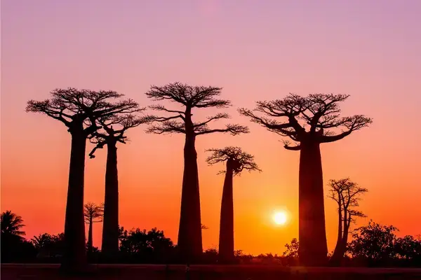 Silhuetas de baobás de Madagascar no por do sol