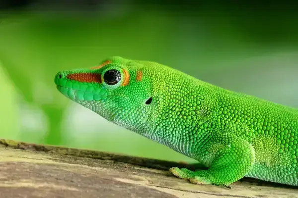 Lagarto verde presente na ilha de Madagascar