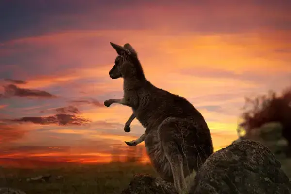 Canguru e paisagem de por do sol na Austrália