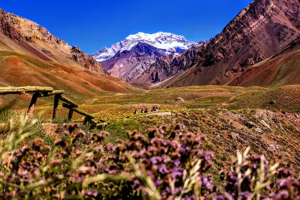 Paisagem com flores e montanha Aconcágua ao fundo