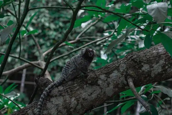 Pequeno macaco em árvore no Parque Estadual do Jaraguá