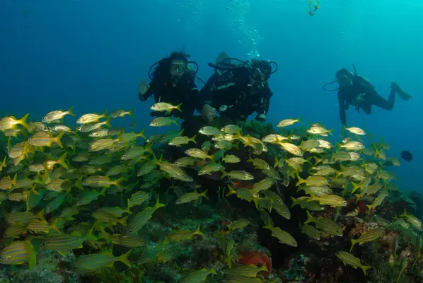 Pessoas mergulhando em Fernando de Noronha