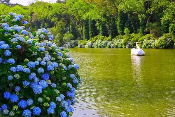 Hortênsias azuis, água e pedalinho do Lago Negro em Gramado