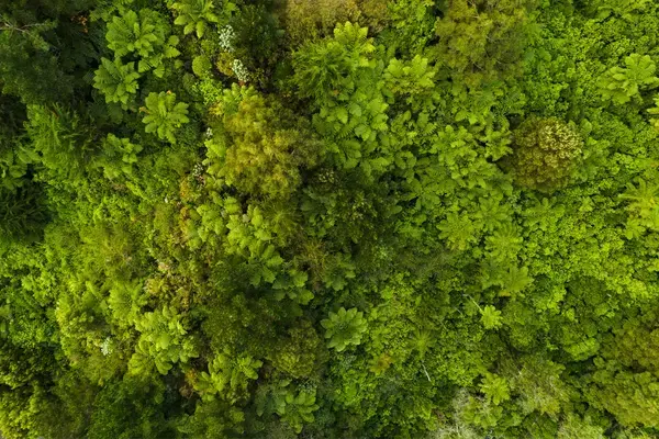 O verde de árvores de uma floresta vistas de cima