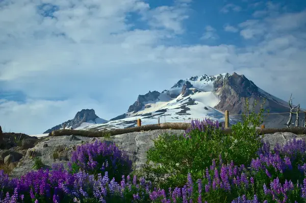 cama de flores em pétalas roxa e ao fundo montanha com topo de neve