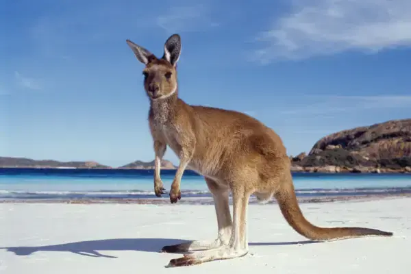 Canguru em praia da Austrália