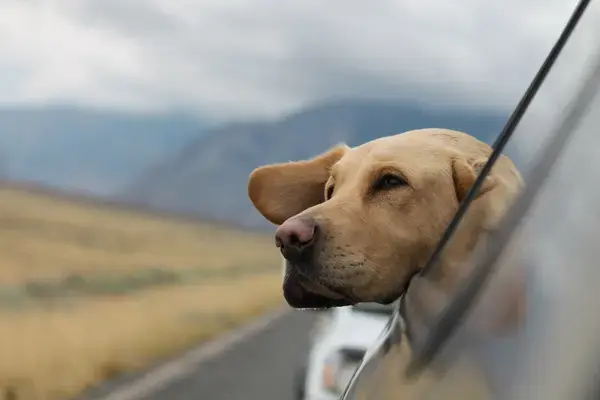 Cachorro olhando paisagem pela janela do carro