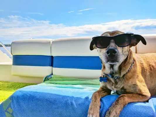 Cachorro com óculos de sol