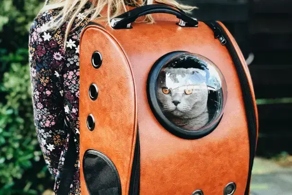 Gato dentro de mochila para transporte