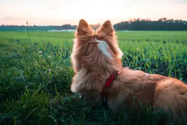 Cachorro deitado na grama olhando para o horizonte